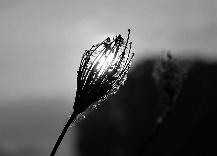 morgensonne